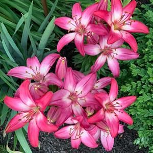 Meet your Posher, Donna